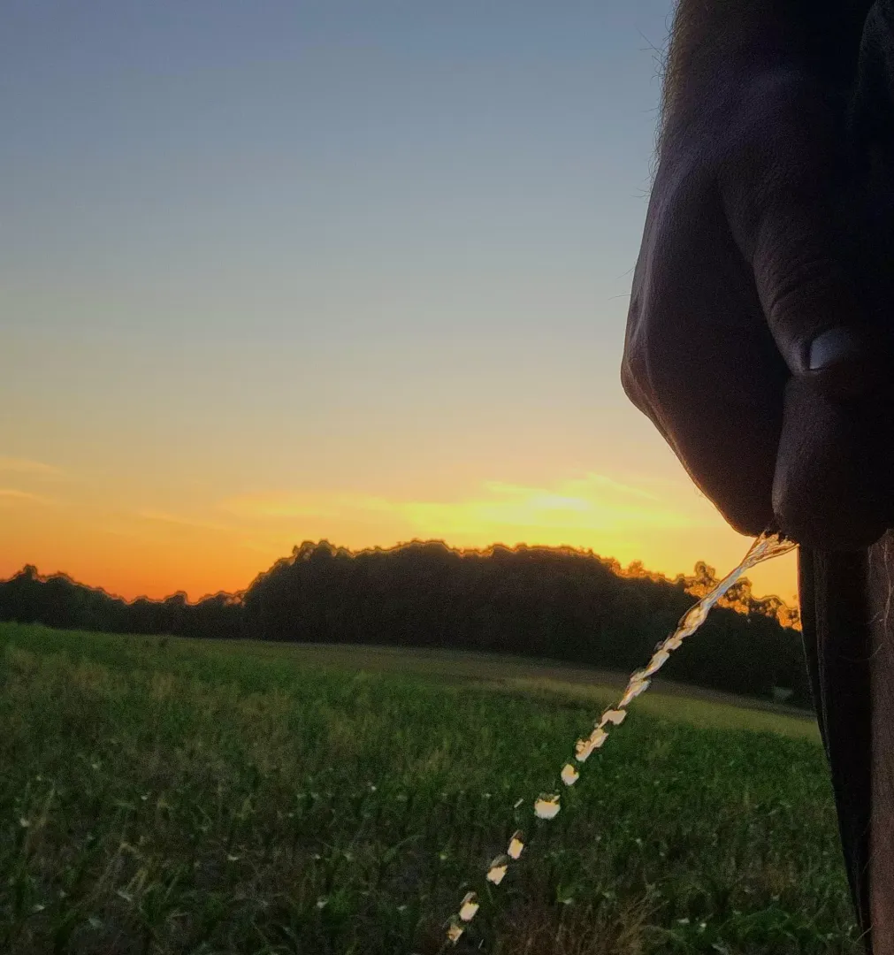 A golden sunset 