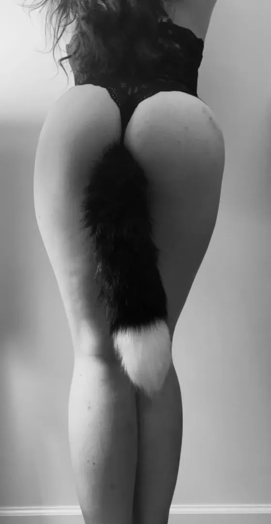 Are you looking for a disobedient pet ?