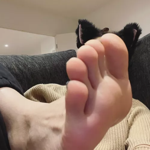 Asian cat feet 🤭✨