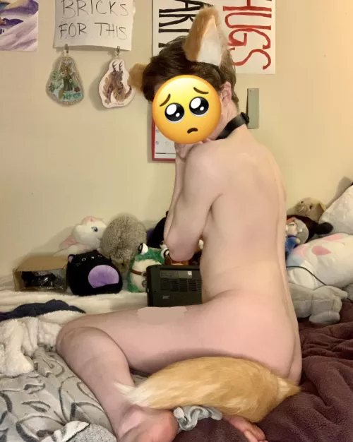 can you domesticate this fox? 🦊