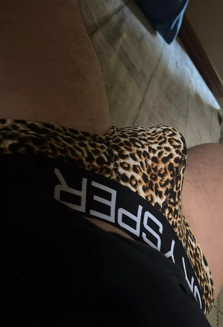 Cheetah this morning