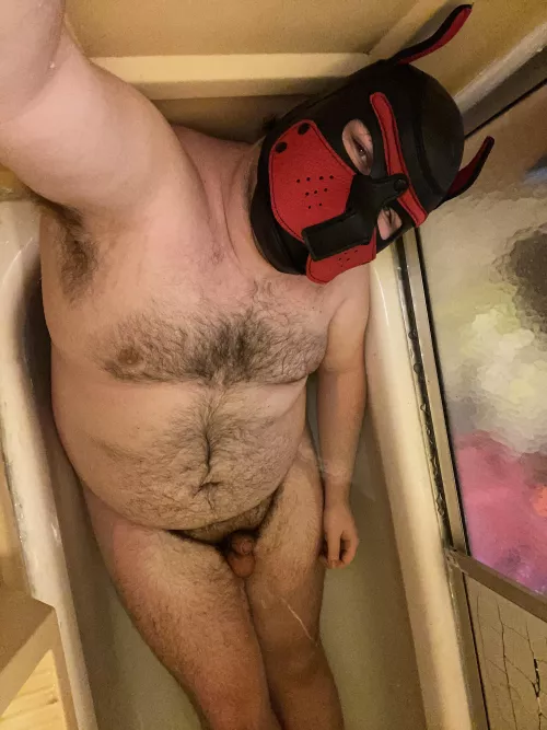 Chubby puppy bathtime