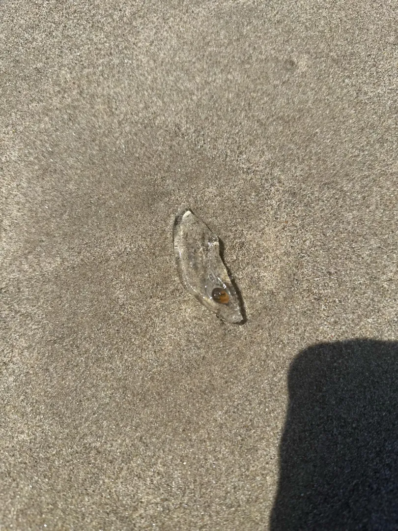 Clear beach jelly blob with eye