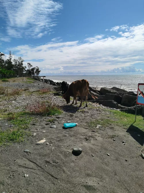 Cow walking on the beach