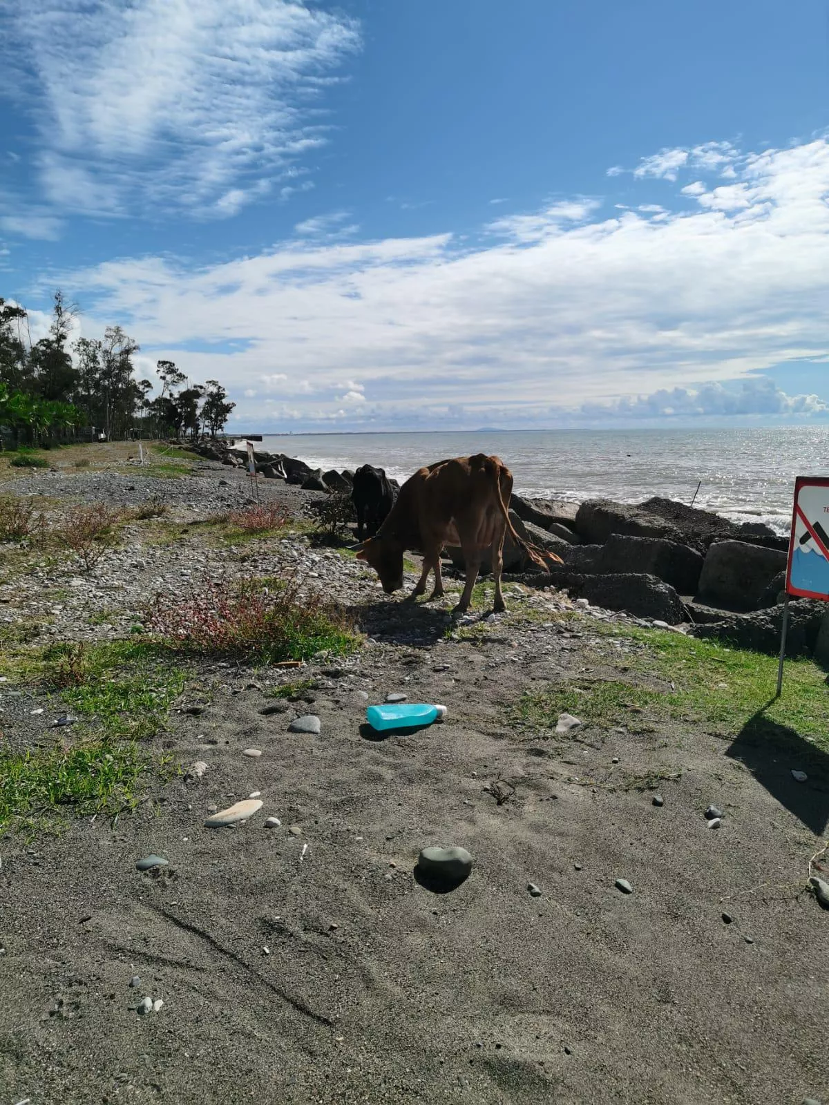 Cow walking on the beach