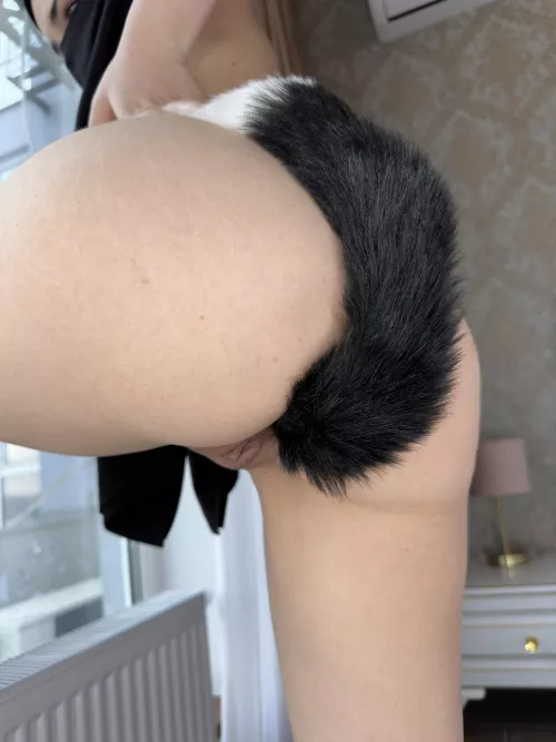 Cute kitty gapes her asshole wide with a tail plug
