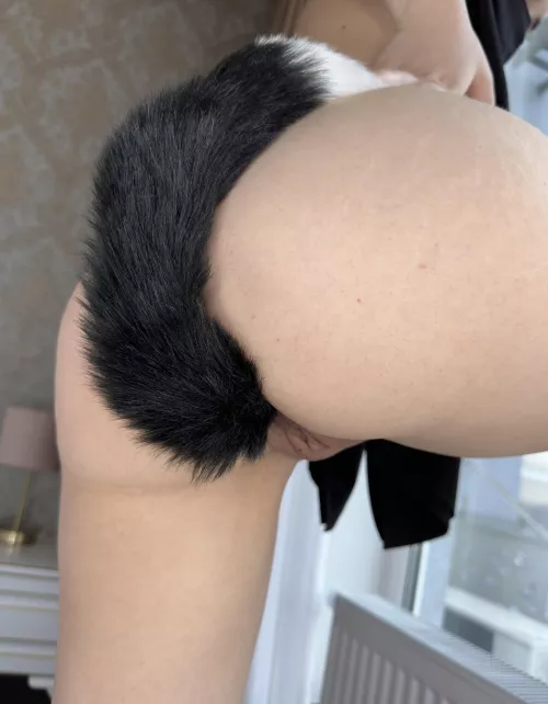 Cute kitty gapes her asshole wide with a tail plug