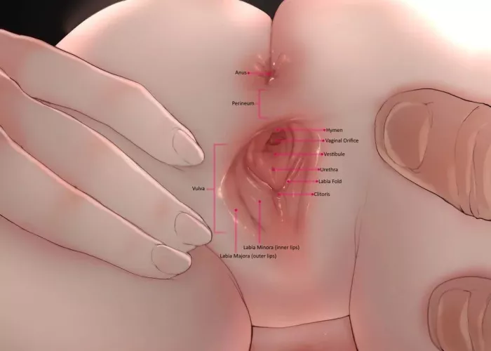 Diagram of pussy