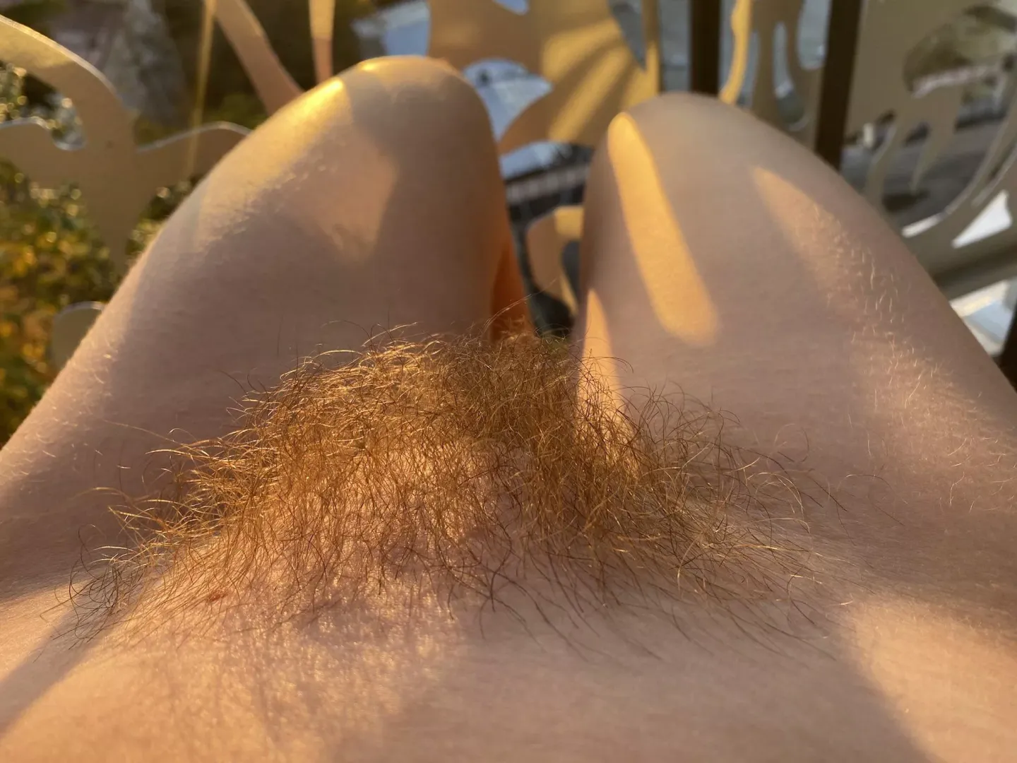 Do you like ginger bush?