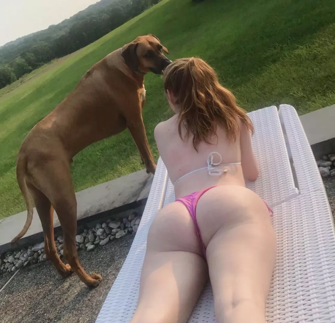 Dog IRTR