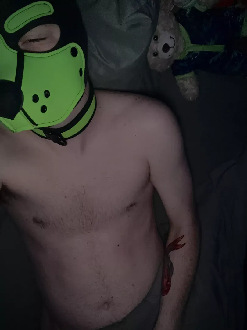 Eepy pup