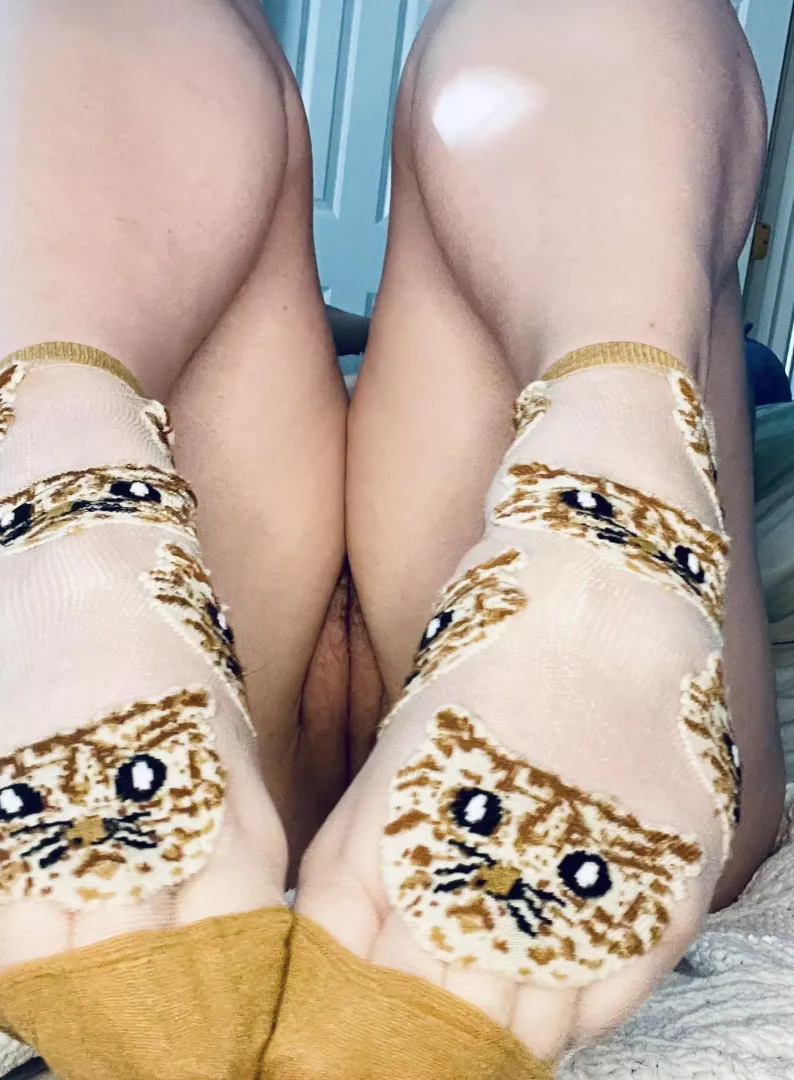 [f] hello, kitty.
