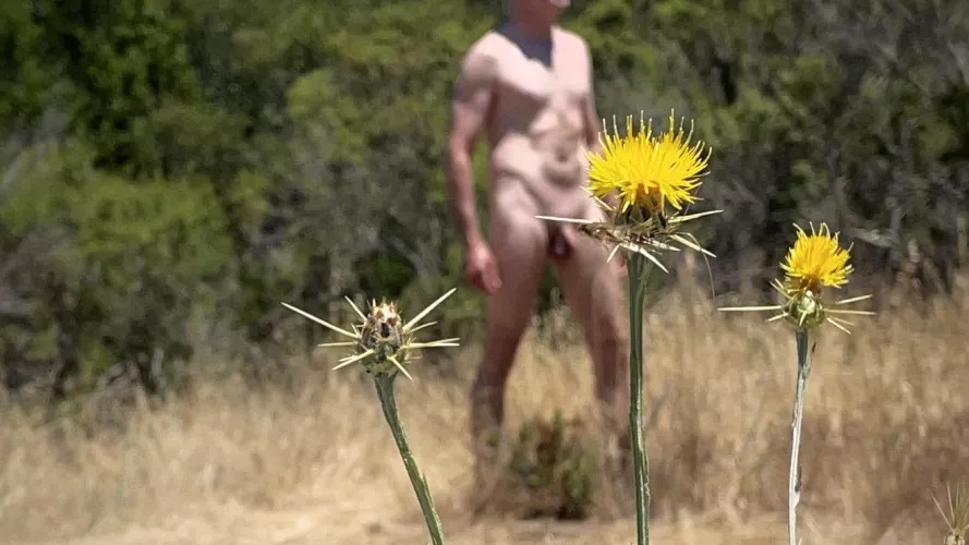 Feeling prickly today