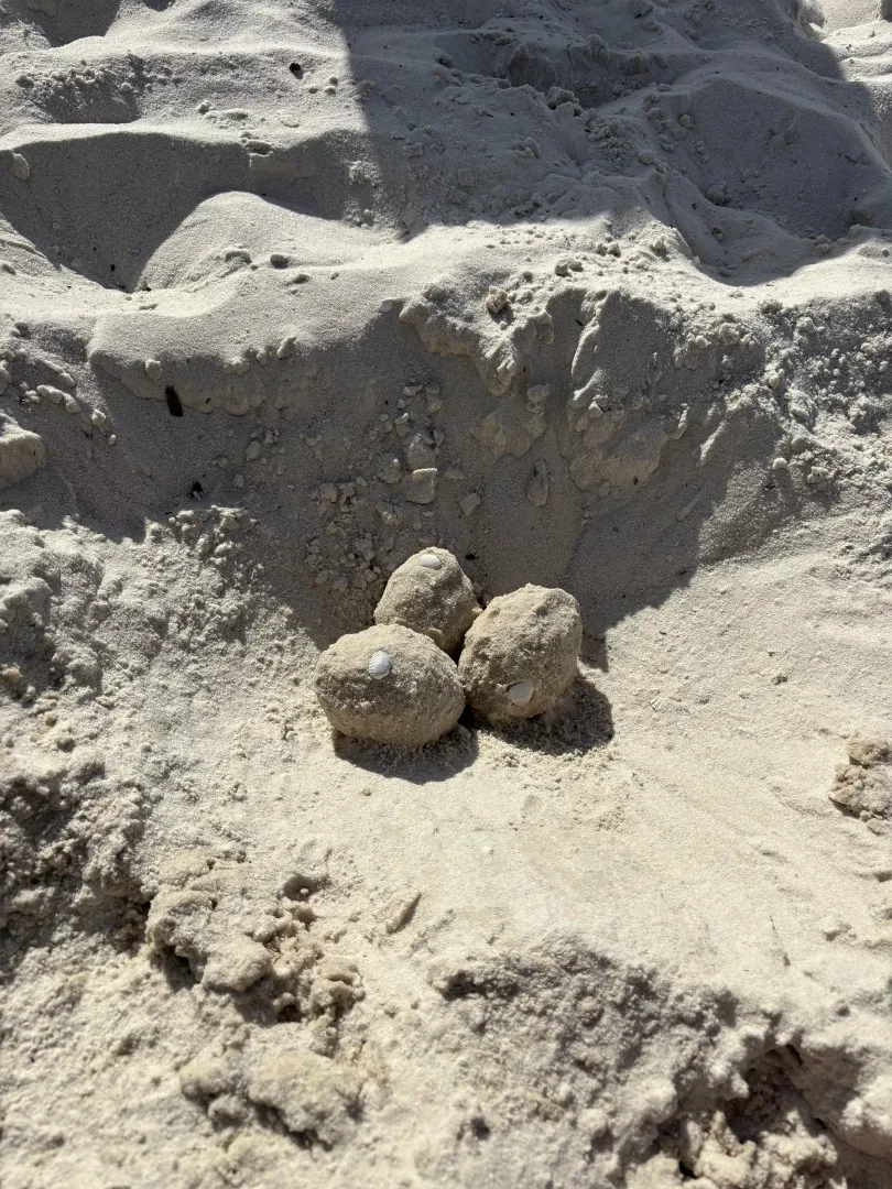 found some marine eggs on the beach today