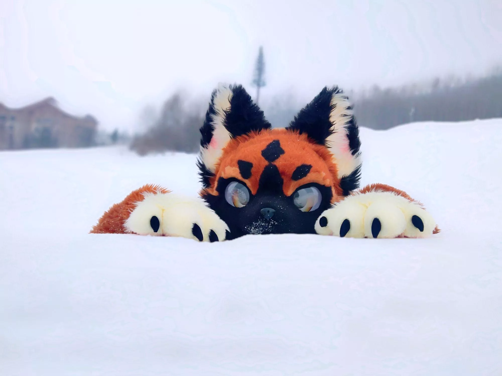 Furry time of the year... (@austinhung on bsky)