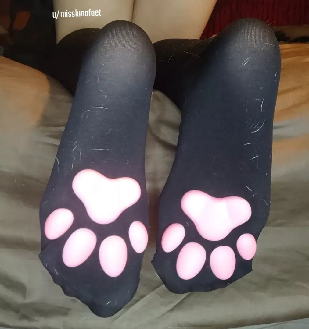 Fuzzy kitten paws