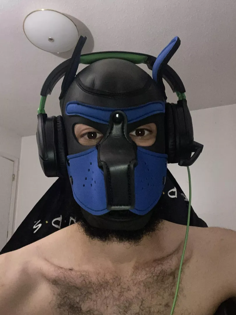 Gamer pup