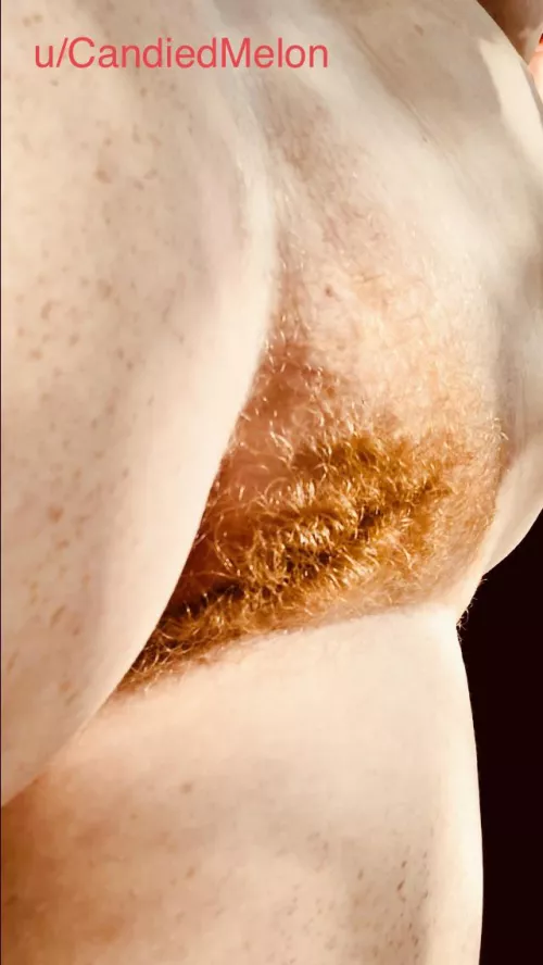 ginger bush in the sun