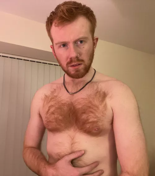 Ginger otter