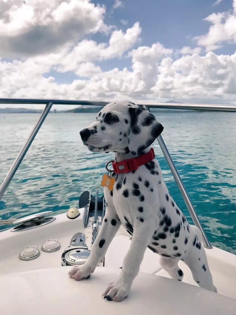 Good girl needs your help 
