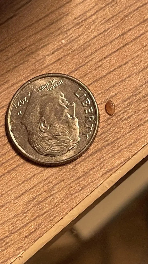 Had what I thought was a wart on my privates, after a few months this came out and the spot is healing. Anyone know what it is?