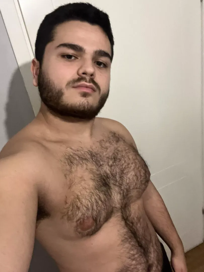 Hairy arab cub