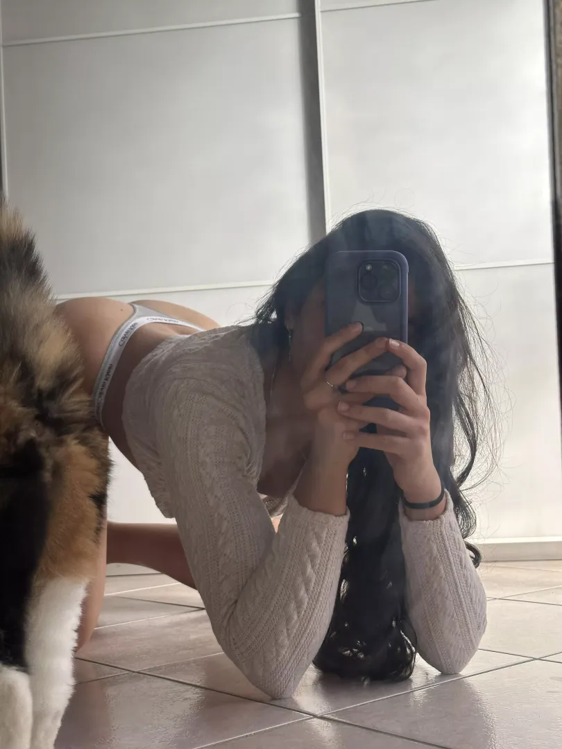 Happy grey 🐈