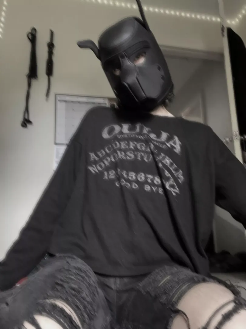 happy spooky month!! 🎃🐾 what are your scary plans for october?