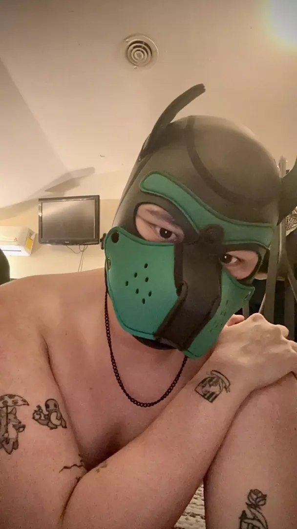 Have been following a bunch of pups on twitter but was never really saw myself in the kink… until now. this feels extremely right