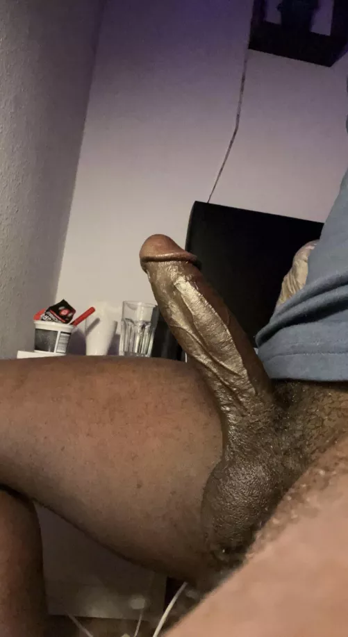 Horny young bull