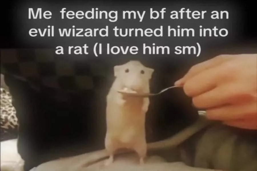 How did you choose your animal for being your fursona?