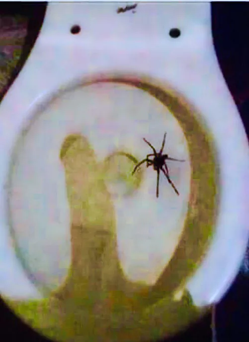 Huge spiders in these parts.