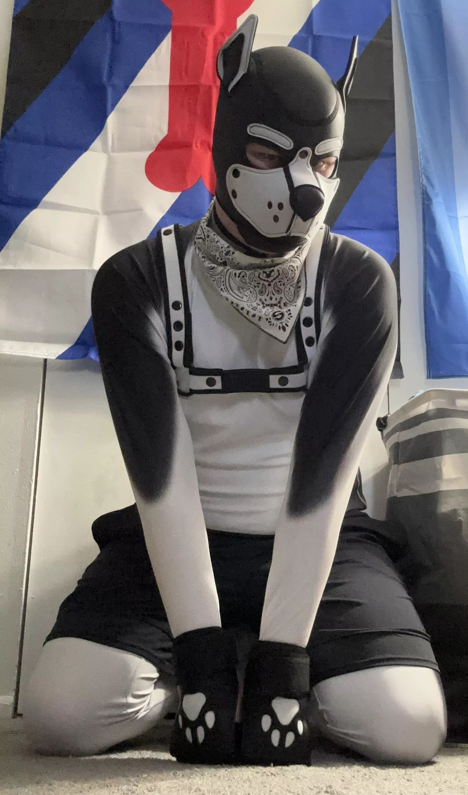 Husky finally got his fur!