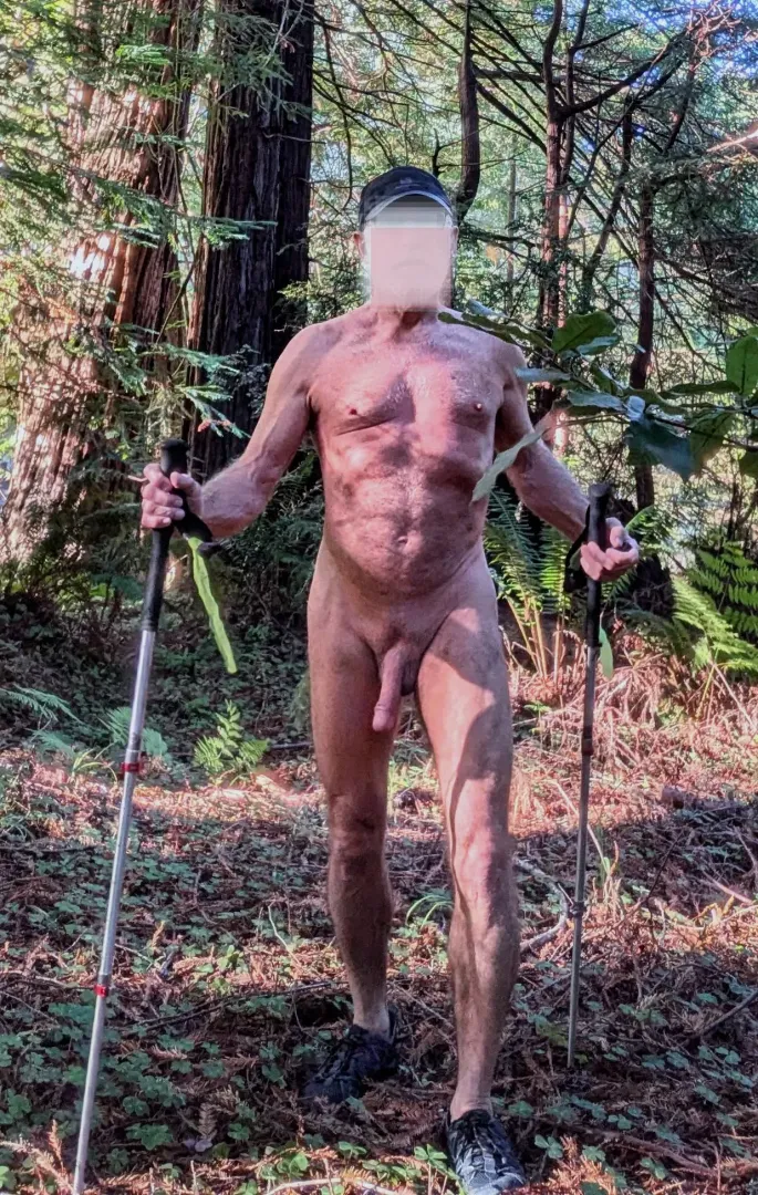 I had a scenic hike in the redwoods yesterday.