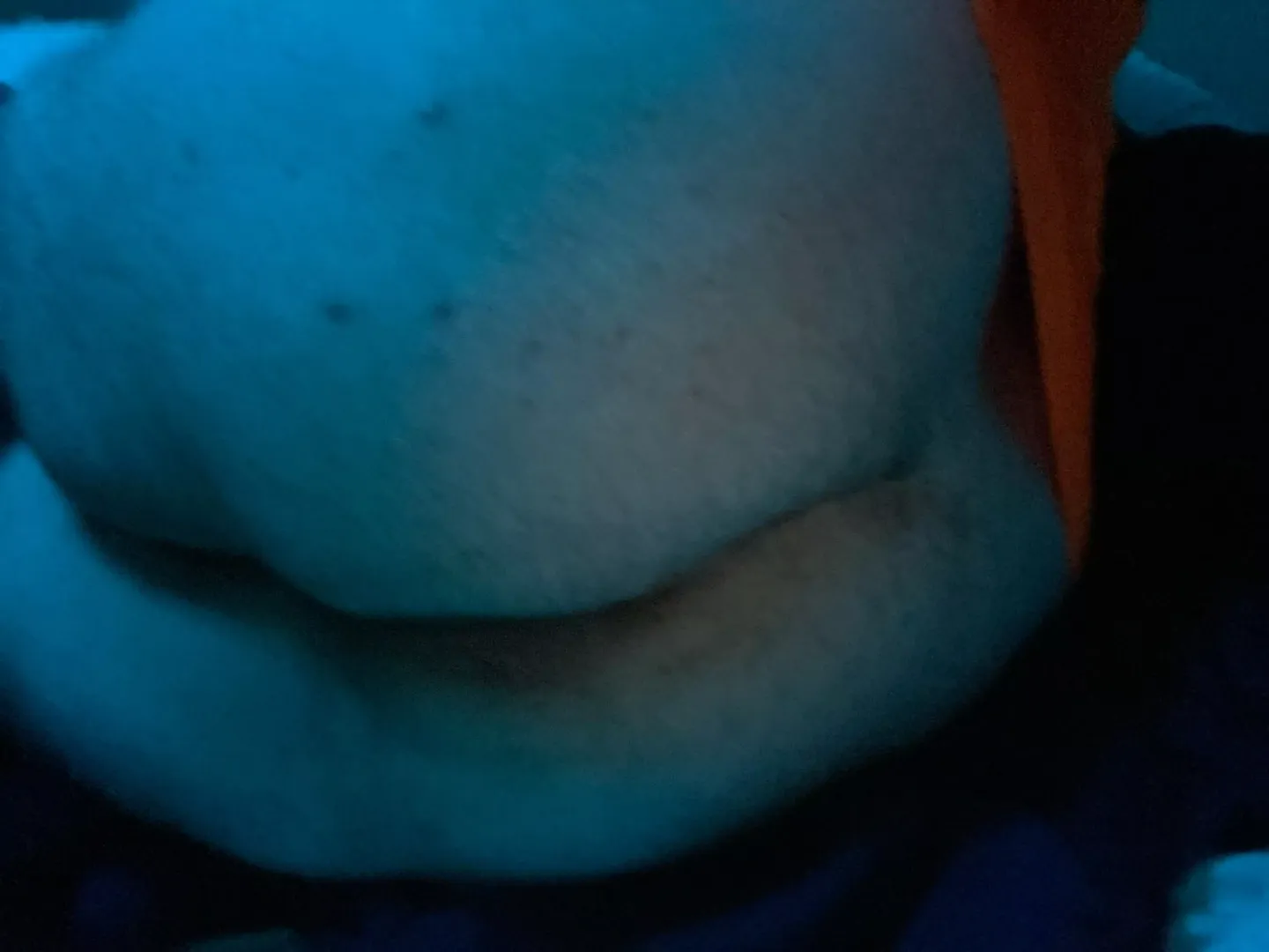 I need someone to worship my ass