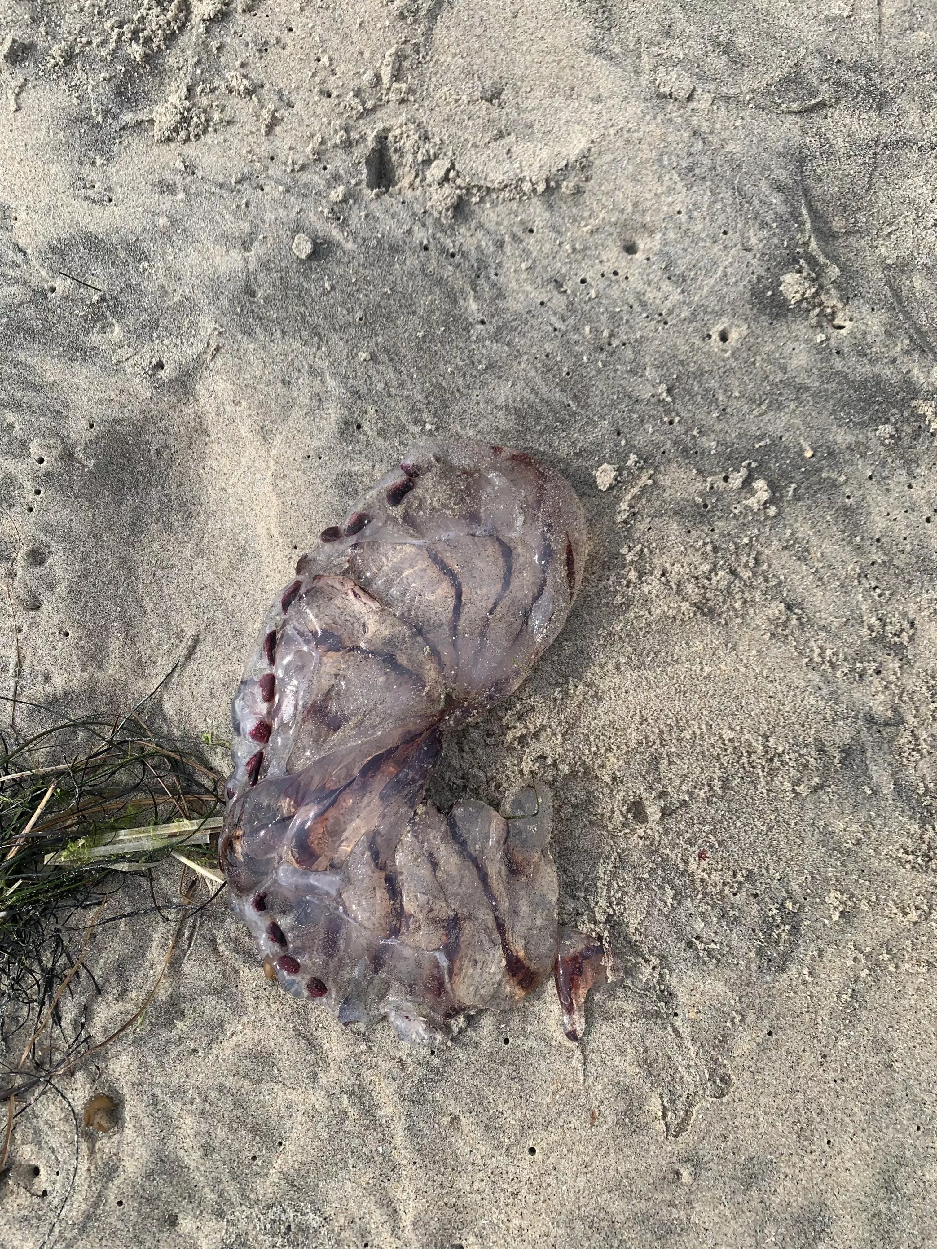 ID request