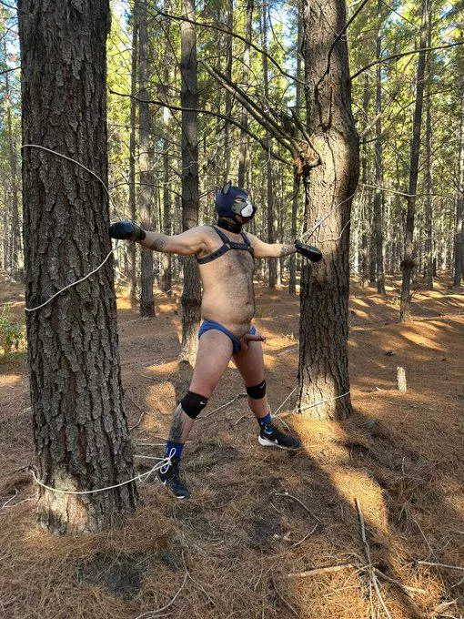 If you go down to the woods today, be sure of a big surprise!