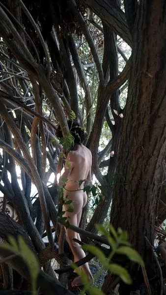 in the trees