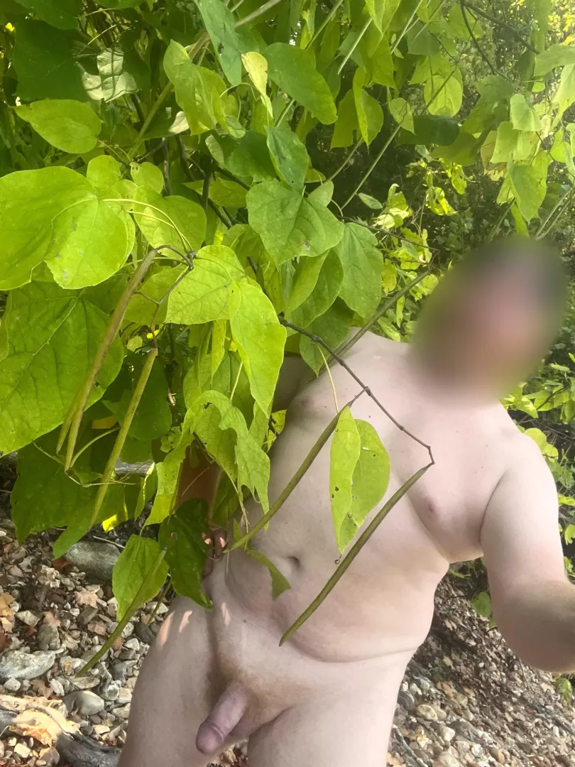 Jacks bean stalk