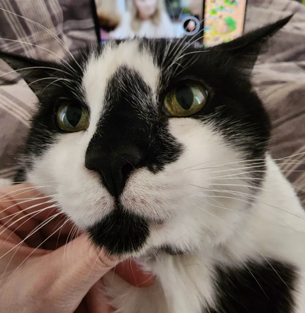 Just noticed my cat has a faux pimple next to his nose (it's his fur pattern)