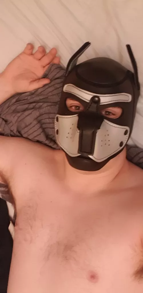 Lazy Sunday Pup