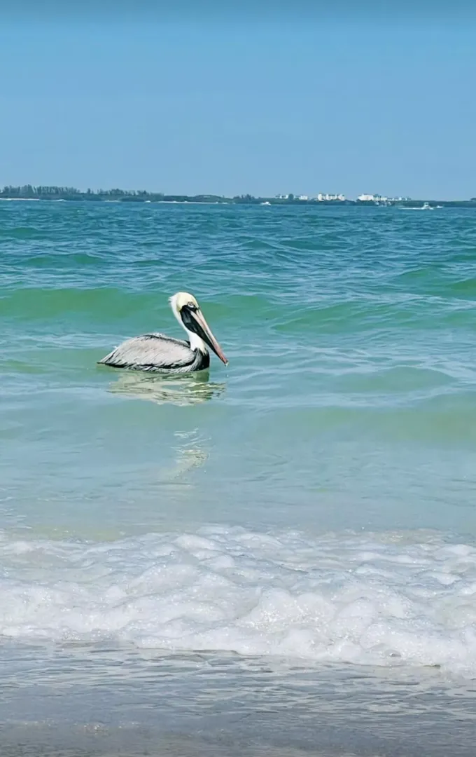 Little dude swimming bye