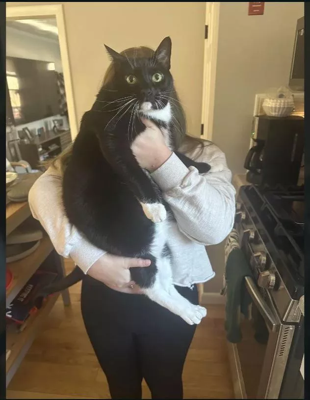 Lucky kitty cat