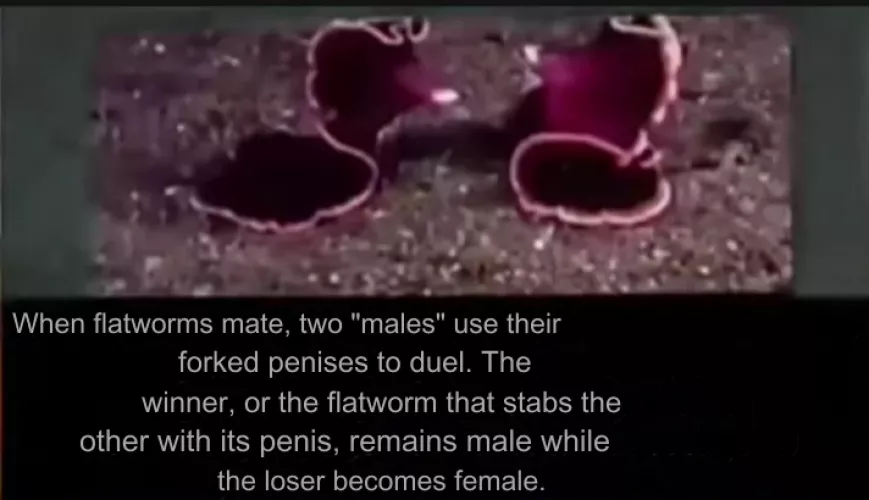 [M->F]flatworms