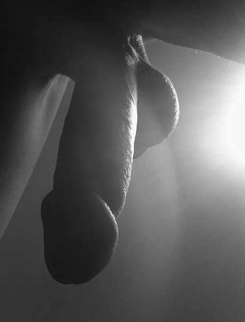Morning glory