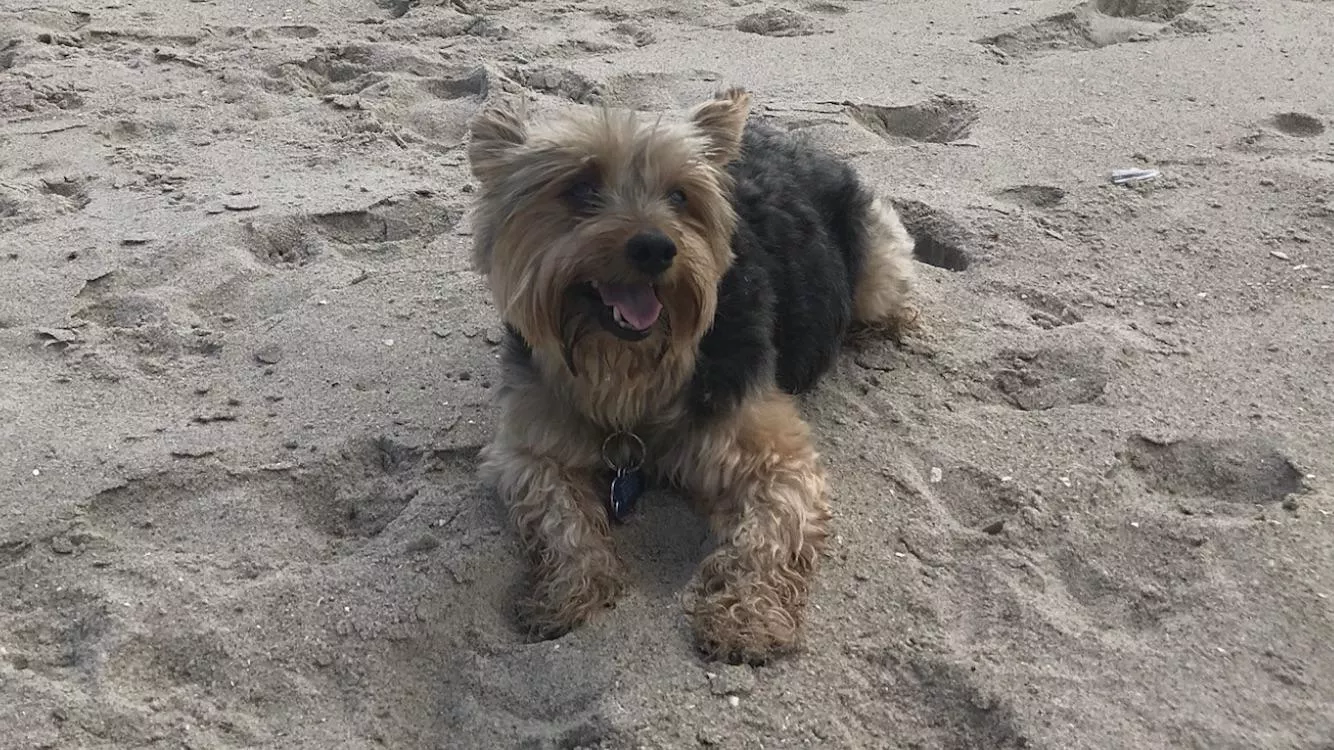 My Dog On The Beach