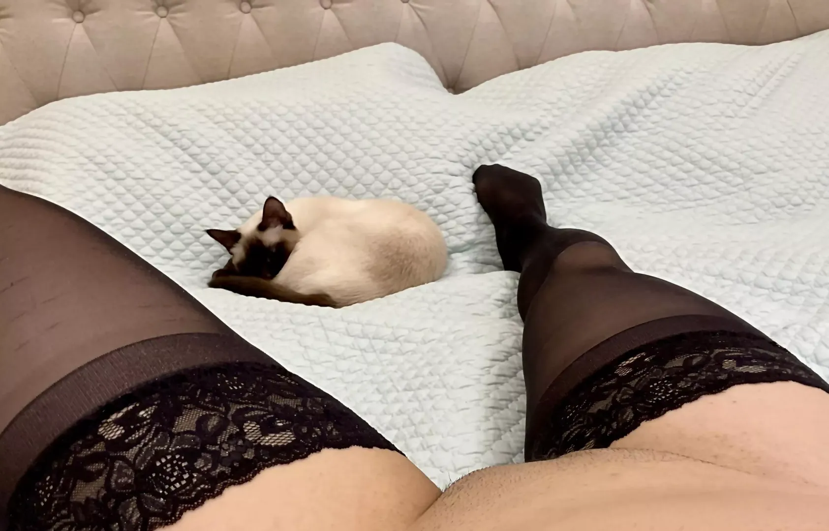 My little asian kitty is silky smooth