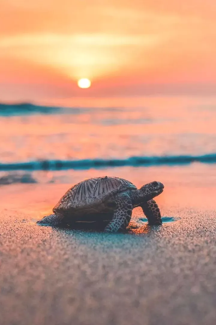 Mystical Sunset love