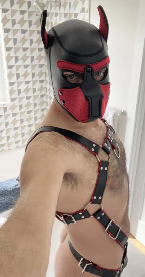 New harness 