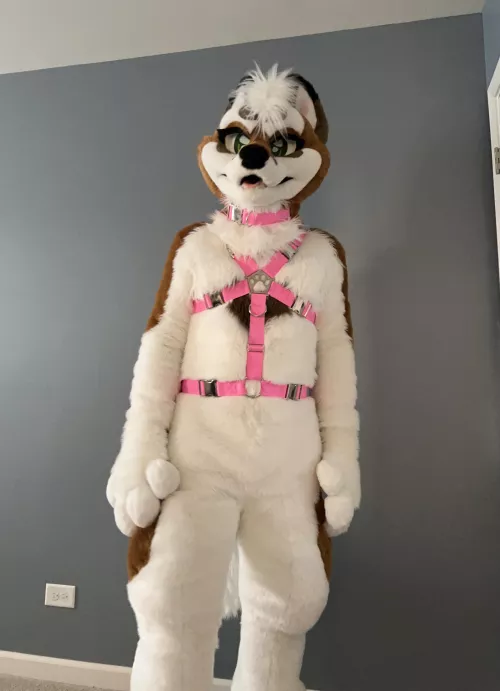 New Harness. Just need it tugged now.